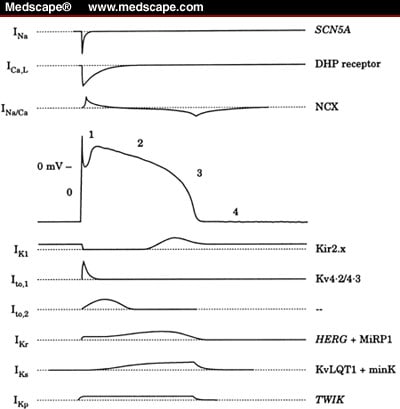 Ionic and molecular basis of the cardiac action potential.