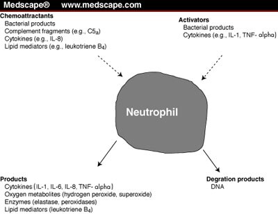 azithromycin neutrophils