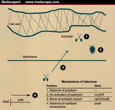 Tolerance to Vancomycin in Streptococcus pneumoniae: Glycopeptides ... Tolerance to Vancomycin in Streptococcus pneumoniae: Glycopeptides ...