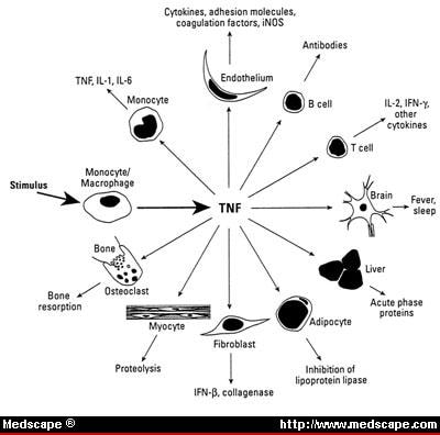 ebook immunologie in