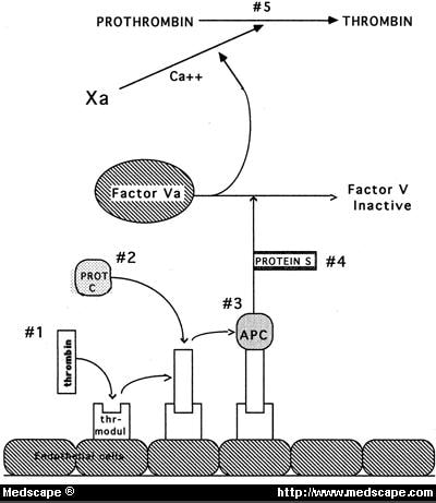 Entire protein C pathway,