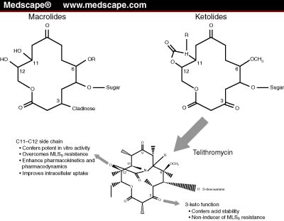 macrolides and ketolides.