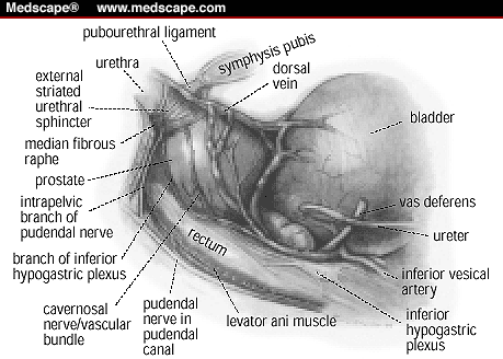 Prostate Innervation