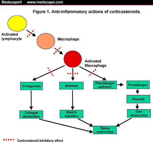 mechanism of action of sitagliptin (januvia)
