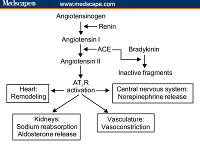 Renin; Angiotensin-Forming Enzyme; Angiotensinogenase