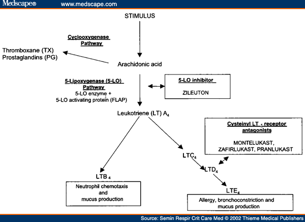 Arachidonic Acid Cascade