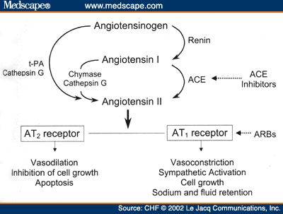 Angiotensin Pathway