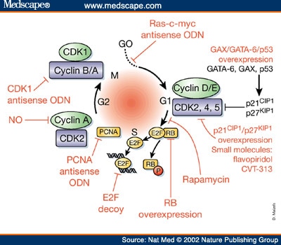 cell cycle arrest. Cell cycle progression is