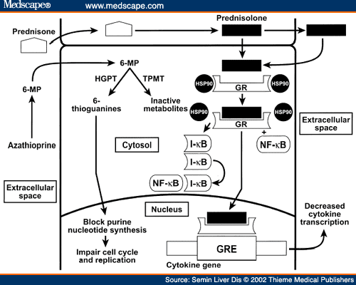 Iron Deficiency And Prednisone