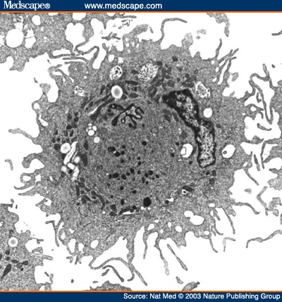 human dendritic cell