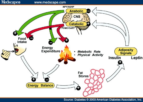 Negative feedback model for regulation of body fat content.