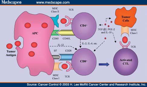 Apc Cells