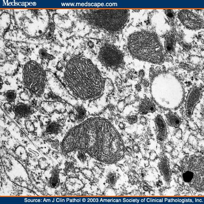 function of mitochondria in liver cells