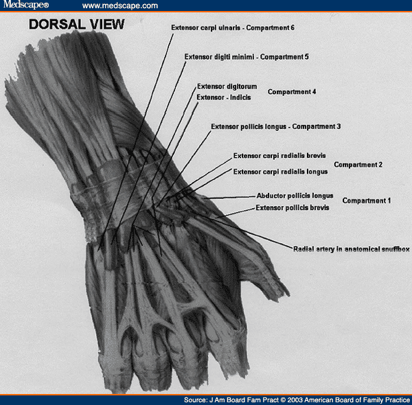 dorsal wrist compartments