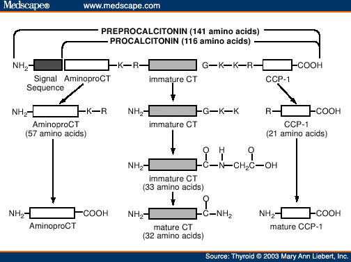 Calcitonin Maturation