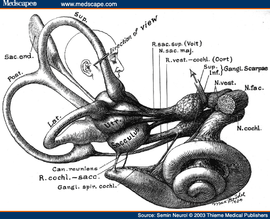 Utricle Saccule