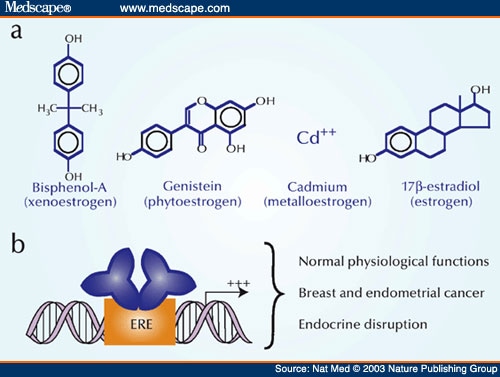 Estrogen Function