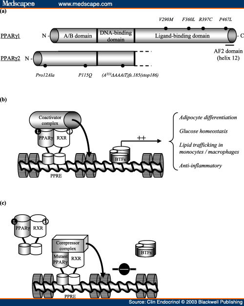 Ppar Gamma Mechanism