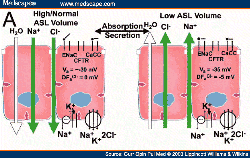 Airway Surface Liquid