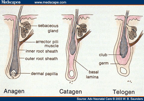 Hair Growth Stages