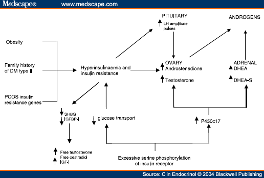 Pcos Pathophysiology