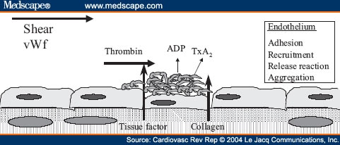 Endothelial Injury