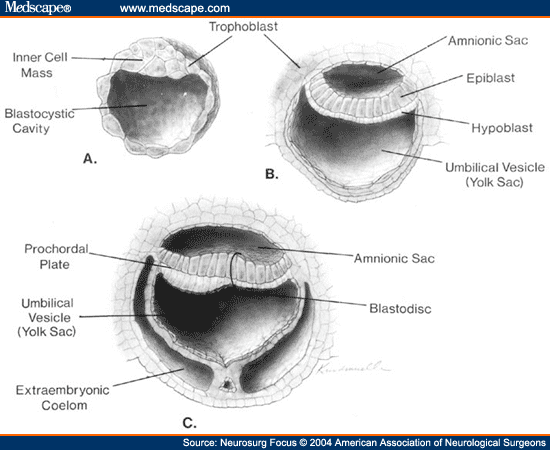 chick blastodisc