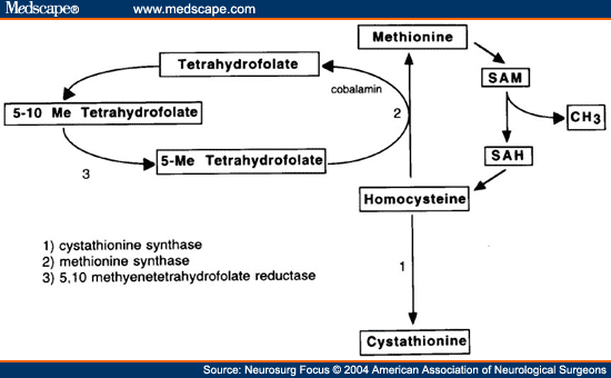 methionine synthase