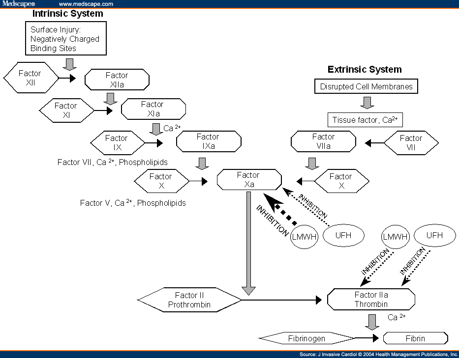 clotting pathway diagram. Coagulation Cascade - Page 2