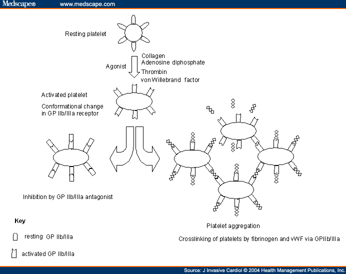 Glycoprotein Iib Iiia