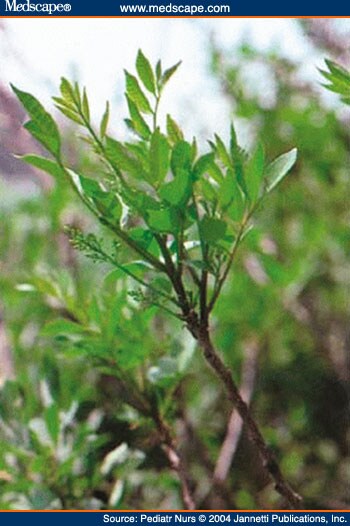 poison sumac rashes. Poison Sumac.