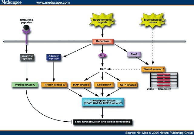 pka signaling pathway