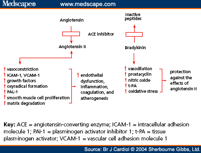 effects of bradykinin.