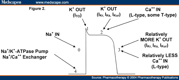 Schematic representation of the cardiac action potential in a cardiac 