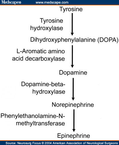 catecholamine synthesis pathway