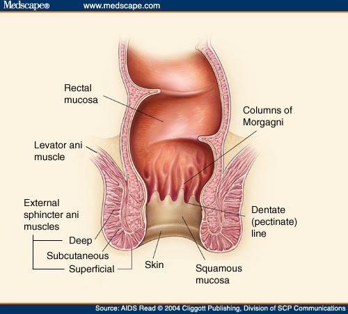 Healing Anal Rectal Fissures Kobe Bryant Anal