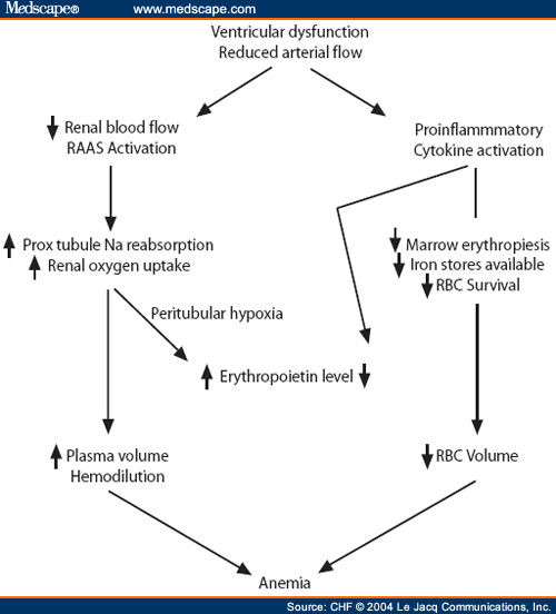 Rbc Synthesis