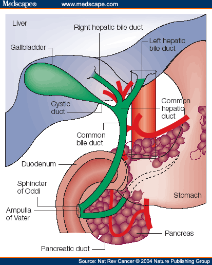 common bile duct stone. form the common bile duct.