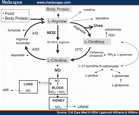 ornithine decarboxylase