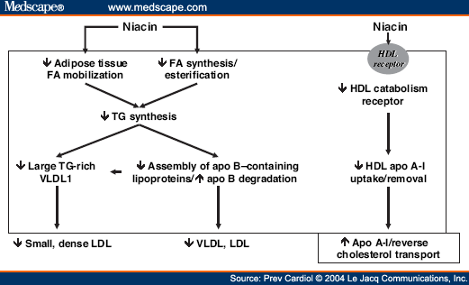 atorvastatin mechanism of action