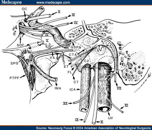 As it enters the carotid canal, the ICA lies anterior to the internal 