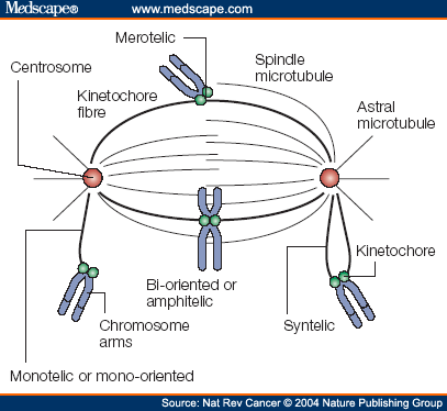 Kinetochore Microtubules