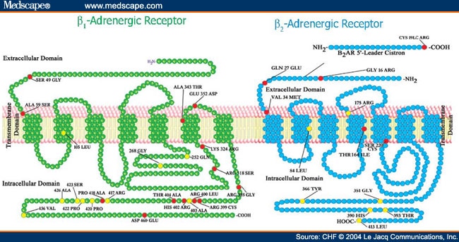 Receptors, Adrenergic, Beta-1; Beta-1 Adrenergic Receptors; Adrenergic ...