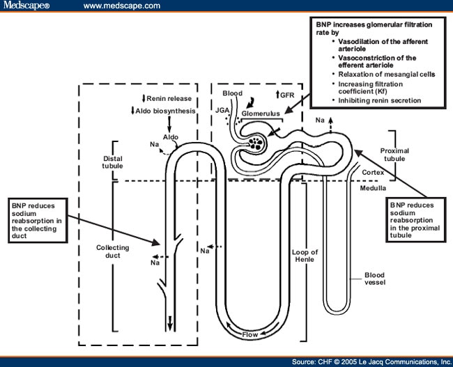 Nephron Schematic