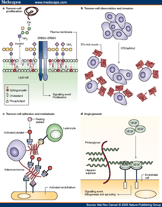 The Sweet And Sour Of Cancer: Glycans As Novel Therapeutic