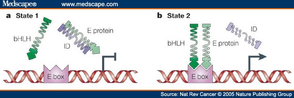 Basic Helix-Loop-Helix Transcription Factors