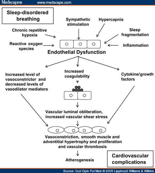 pathophysiology-of-sleep-apnea