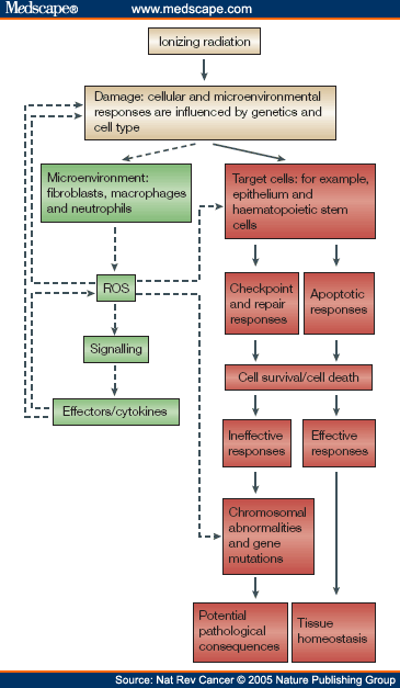 cell cycle checkpoints. cell-cycle checkpoints and