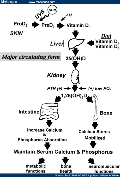 Homeostasis In The Human Body. calcium homeostasis and