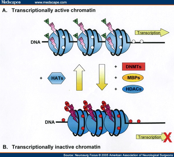 Gene Methylation